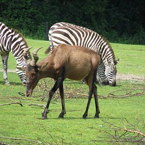 Cape hartebeest - July 2012
