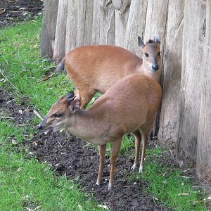 Red forest duikers - July 2012