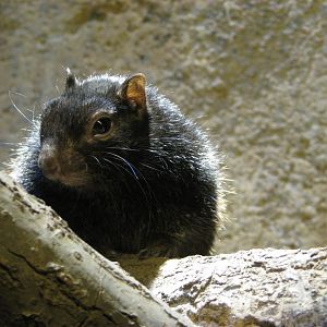 Common rock squirrel - July 2012