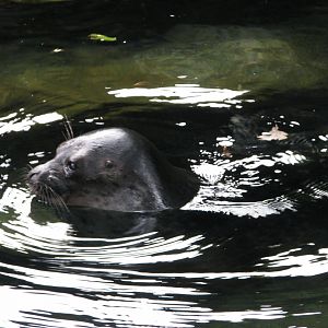 Arctic ringed seal - July 2012