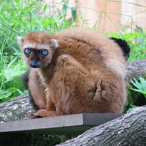 Blue-eyed black lemur - July 2012