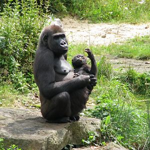 Western lowland gorilla - July 2012