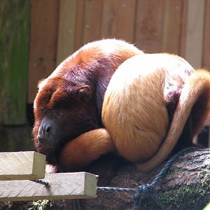 Red howler monkey - July 2012