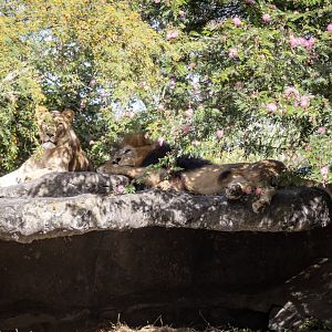 African Lions
