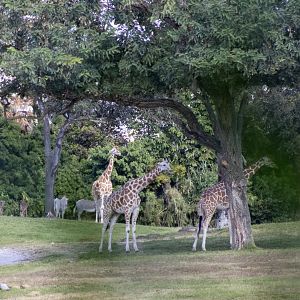 African Savanna Exhibit