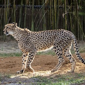 Cheetah