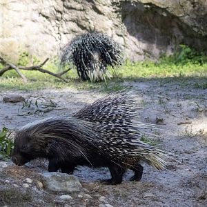 Crested Porcupines