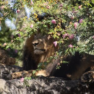 A Floral Crown for the King of Beasts