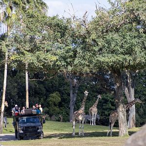 African Safari Tour