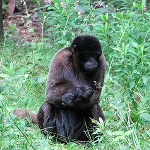 Woolly monkey - July 2012