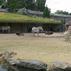 Black wildebeest and Grevy's zebra - July 2012