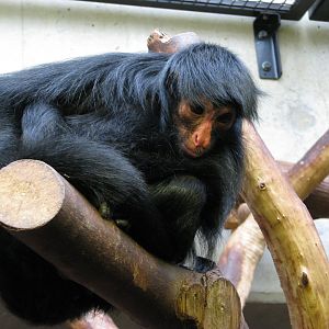 Red-faced black spider monkey - July 2012