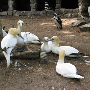 Northern gannets - July 2012