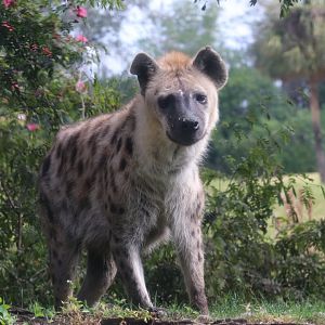 Spotted hyena