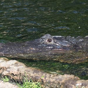 American alligator