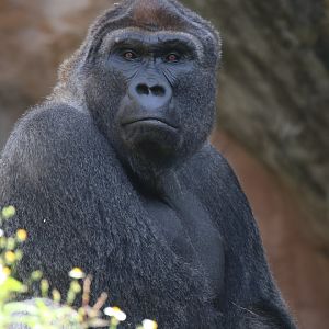 Western lowland gorilla