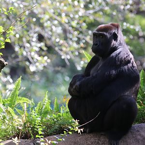 Western lowland gorilla