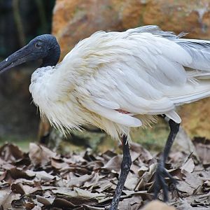 Black-headed Ibis (Threskiornis melanocephalus)