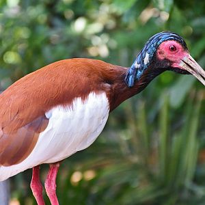 Madagascar Crested Ibis (Lophotibis cristata)