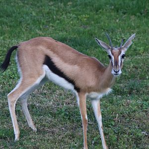 Thomson's gazelle