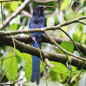 Green Woodhoopoe (Phoeniculus purpureus)