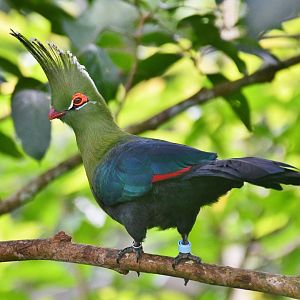 Schalow's Turaco (Tauraco schalowi)