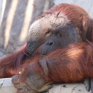 Bornean orangutan