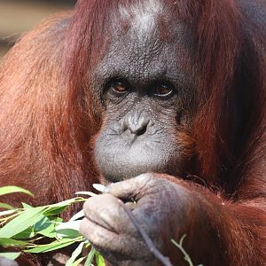 Bornean orangutan