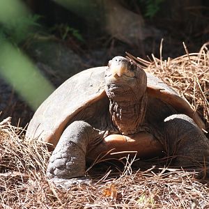 Tortoise