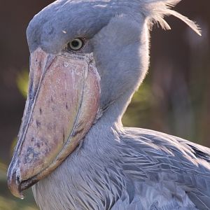 Shoebill
