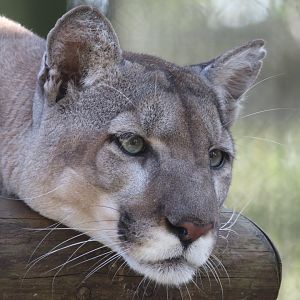 Florida panther