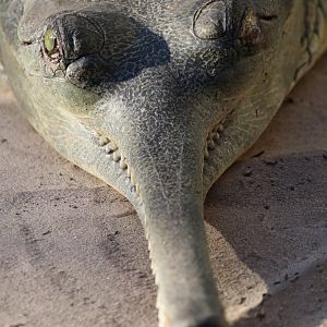 Gharial