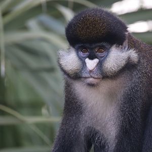 Schmidt's guenon