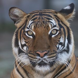 Malayan tiger