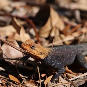 Wild invasive Peter’s rock agama lizard