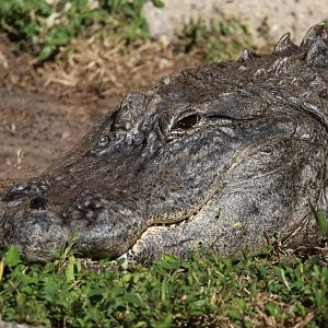 American alligator