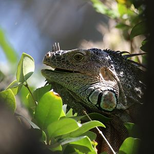 Wild green iguana