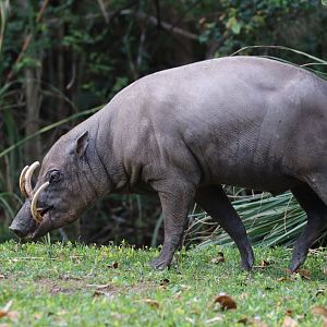Babirusa