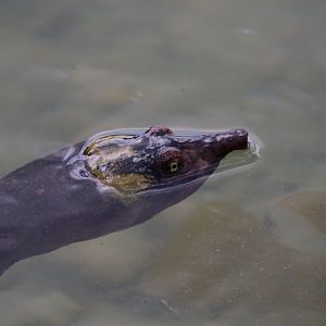 Florida softshell turtle