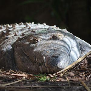Orinoco crocodile