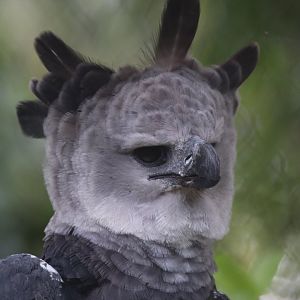 Harpy eagle