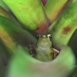 Panamanian golden frog