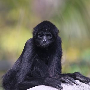 Black-headed spider monkey