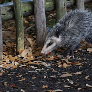 Wild opossum