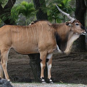 Giant eland