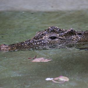 Cuban crocodile