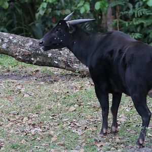 Lowland anoa
