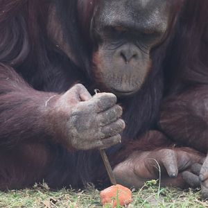 Bornean Orangutan