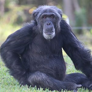 Chimpanzee