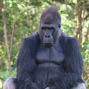 Western lowland gorilla